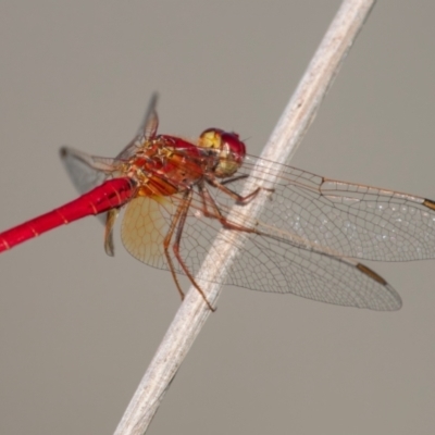 Diplacodes haematodes (Scarlet Percher) at Sth Tablelands Ecosystem Park - 22 Feb 2024 by Gallpix