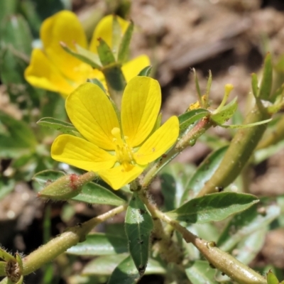 Ludwigia peploides subsp. montevidensis (Water Primrose) at Federation Hill - 25 Feb 2024 by KylieWaldon