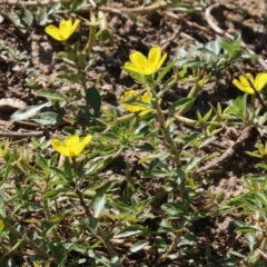 Ludwigia peploides subsp. montevidensis at Federation Hill - 25 Feb 2024 09:40 AM