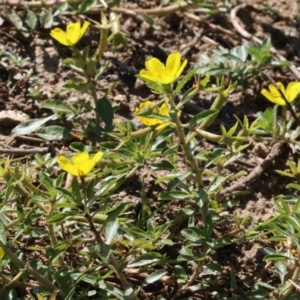 Ludwigia peploides subsp. montevidensis at Federation Hill - 25 Feb 2024