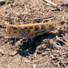 Chortoicetes terminifera (Australian Plague Locust) at West Wodonga, VIC - 24 Feb 2024 by KylieWaldon
