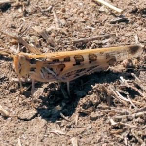 Chortoicetes terminifera at Federation Hill - 25 Feb 2024