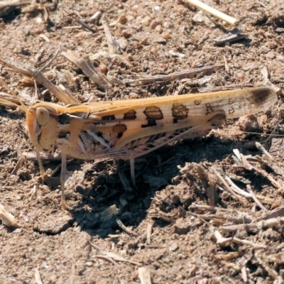 Chortoicetes terminifera (Australian Plague Locust) at Wodonga - 25 Feb 2024 by KylieWaldon