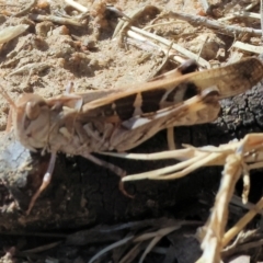 Chortoicetes terminifera at Federation Hill - 25 Feb 2024