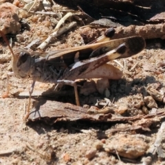 Chortoicetes terminifera at Federation Hill - 25 Feb 2024