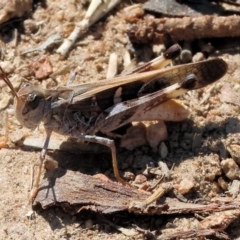 Chortoicetes terminifera at Federation Hill - 25 Feb 2024