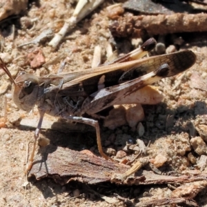 Chortoicetes terminifera at Federation Hill - 25 Feb 2024 09:37 AM