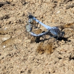 Orthetrum caledonicum (Blue Skimmer) at Wodonga - 25 Feb 2024 by KylieWaldon