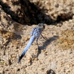 Orthetrum caledonicum at Wodonga - 25 Feb 2024 09:44 AM