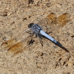 Orthetrum caledonicum at Wodonga - 25 Feb 2024 09:44 AM