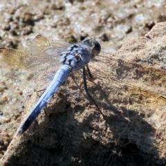 Orthetrum caledonicum at Wodonga - 25 Feb 2024 09:44 AM