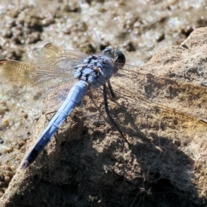 Orthetrum caledonicum at Wodonga - 25 Feb 2024 09:44 AM