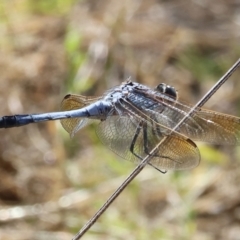 Orthetrum caledonicum at Wodonga - 25 Feb 2024 09:44 AM