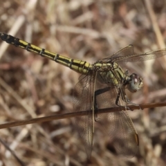 Orthetrum caledonicum (Blue Skimmer) at West Wodonga, VIC - 24 Feb 2024 by KylieWaldon