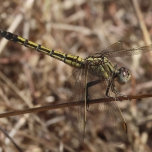 Orthetrum caledonicum at Wodonga - 25 Feb 2024 09:32 AM