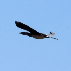 Microcarbo melanoleucos (Little Pied Cormorant) at West Wodonga, VIC - 24 Feb 2024 by KylieWaldon