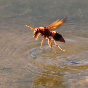 Abispa ephippium at Federation Hill - 25 Feb 2024 09:42 AM