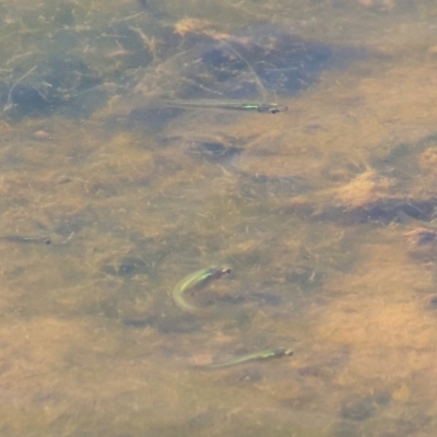 Gambusia holbrooki at Wodonga - 24 Feb 2024 by KylieWaldon