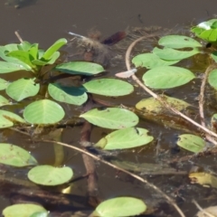 Ludwigia peploides subsp. montevidensis (Water Primrose) at Federation Hill - 24 Feb 2024 by KylieWaldon