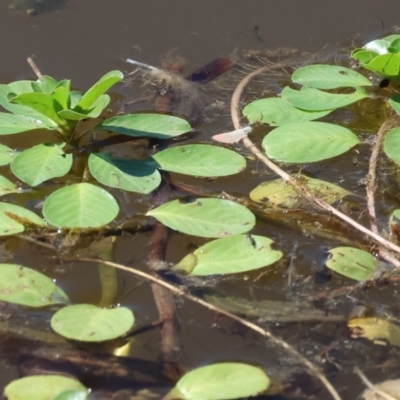 Ludwigia peploides subsp. montevidensis (Water Primrose) at Wodonga - 25 Feb 2024 by KylieWaldon