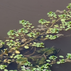 Ludwigia peploides subsp. montevidensis at Federation Hill - 25 Feb 2024