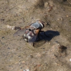 Tachinidae (family) (Unidentified Bristle fly) at Wodonga - 25 Feb 2024 by KylieWaldon