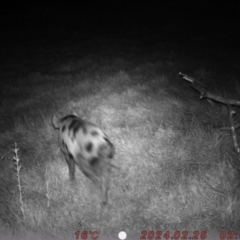 Sus scrofa (Pig (feral)) at Tharwa, ACT - 24 Feb 2024 by Shazw