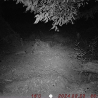 Dama dama (Fallow Deer) at Tharwa, ACT - 24 Feb 2024 by Shazw