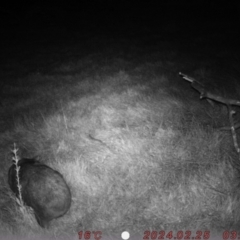 Vombatus ursinus (Common wombat, Bare-nosed Wombat) at Rob Roy Range - 25 Feb 2024 by Shazw