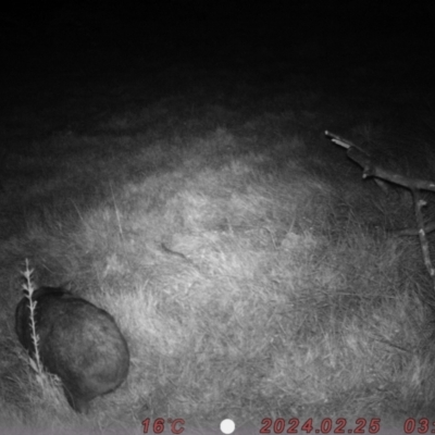 Vombatus ursinus (Bare-nosed Wombat) at Rob Roy Range - 25 Feb 2024 by Shazw