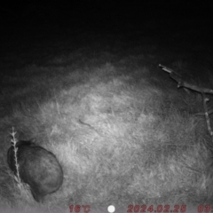 Vombatus ursinus (Common wombat, Bare-nosed Wombat) at Rob Roy Range - 24 Feb 2024 by Shazw
