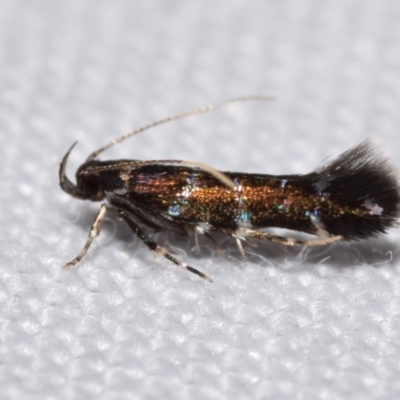 Stagmatophora argyrostrepta (A cosmet moth) at QPRC LGA - 25 Feb 2024 by DianneClarke