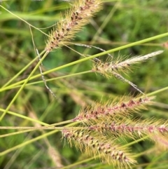 Setaria parviflora (Slender Pigeon Grass) at Breadalbane, NSW - 24 Feb 2024 by JaneR