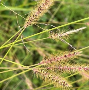 Setaria parviflora at Breadalbane, NSW - 24 Feb 2024 02:16 PM