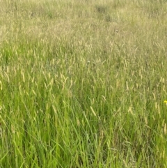 Setaria parviflora at Breadalbane, NSW - 24 Feb 2024 02:16 PM