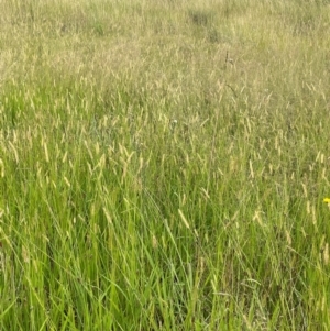 Setaria parviflora at Breadalbane, NSW - 24 Feb 2024 02:16 PM