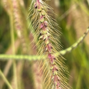 Setaria parviflora at Breadalbane, NSW - 24 Feb 2024 02:16 PM