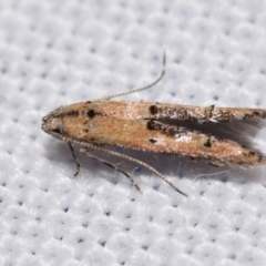 Unidentified Other moth at Jerrabomberra, NSW - 25 Feb 2024 by DianneClarke