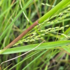 Panicum gilvum (Sweet Panic) at Breadalbane, NSW - 24 Feb 2024 by JaneR