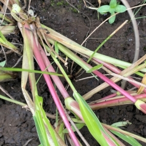 Panicum gilvum at Breadalbane, NSW - 24 Feb 2024