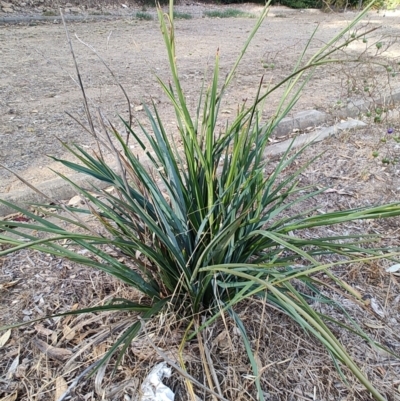 Dianella tarda (Late-flower Flax-lily) at Castlemaine, VIC - 25 Feb 2024 by geordiesw