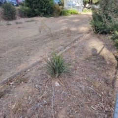 Dianella tarda at Castlemaine, VIC - 26 Feb 2024 09:15 AM