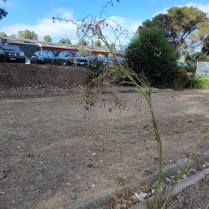 Dianella tarda at Castlemaine, VIC - 26 Feb 2024