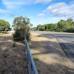 Dianella tarda at Castlemaine, VIC - 26 Feb 2024 09:15 AM