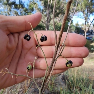 Dianella tarda at Castlemaine, VIC - 26 Feb 2024