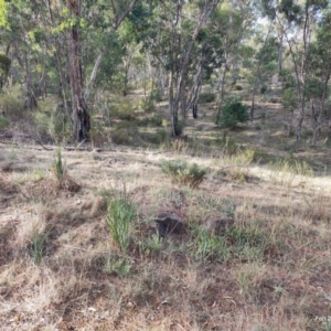 Dianella tarda at Castlemaine, VIC - 26 Feb 2024 09:11 AM