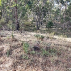 Dianella tarda at Castlemaine, VIC - 26 Feb 2024