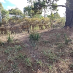 Dianella tarda at Castlemaine, VIC - 26 Feb 2024