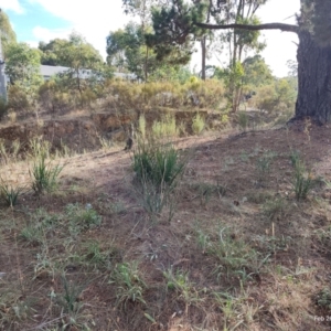 Dianella tarda at Castlemaine, VIC - 26 Feb 2024 09:11 AM