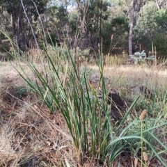 Dianella tarda at Castlemaine, VIC - 26 Feb 2024